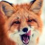 SchlauFuchs