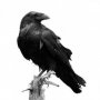 Raven