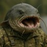 Brombachsee Wels