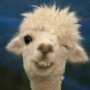 Hennes13