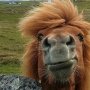 Ponyface