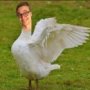 WizoWizo