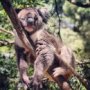 ArousedKoala